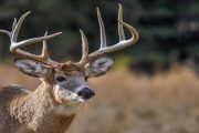 wireready_10-24-2019-09-32-02_00029_deer