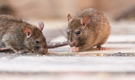 getty_102419_rats