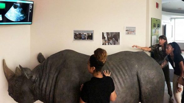 rhino-exhibit-01-ht-jc-191028_hpembed_21x10_992