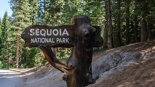 istock_103019_sequoia