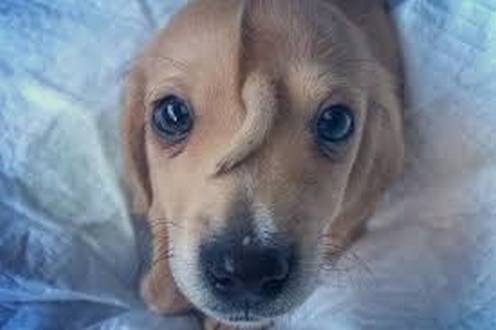wireready_11-13-2019-23-40-03_00025_unicornpuppy