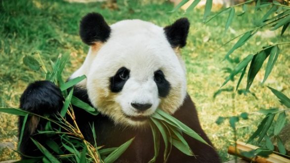 istock_111919_panda