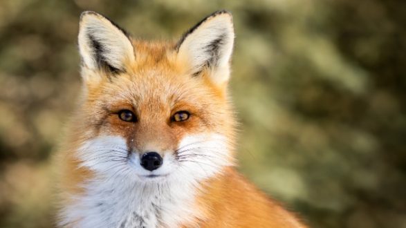 istock_112019_redfox