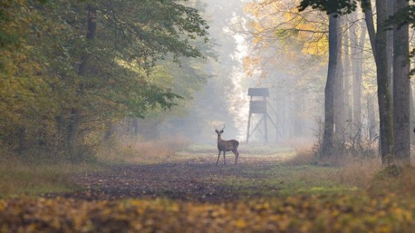 112519_istock_deer