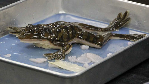 112619_syndaver_syntheticfrog