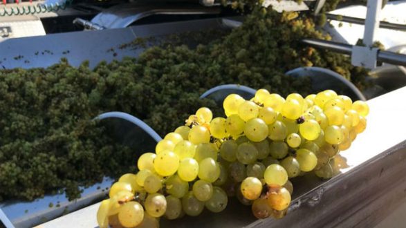 abcnews_grapes_112819