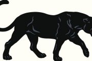 wireready_12-03-2019-13-16-03_00087_norforkpanthers