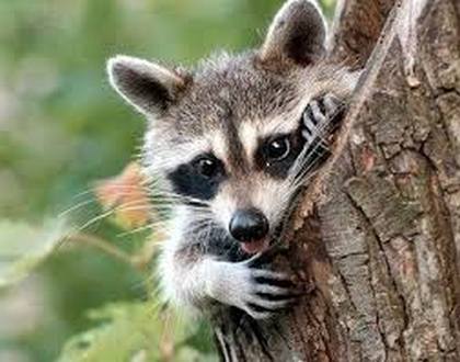 wireready_12-11-2019-20-00-05_00042_raccoon