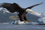 wireready_01-08-2020-10-44-03_00103_eagle