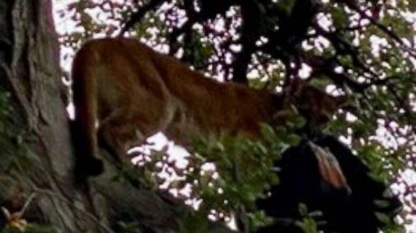 mountain-lion-attack-ho-mo-20200120_hpmain_16x9_992201