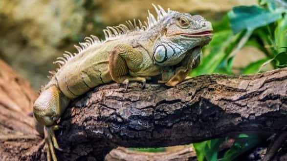 istock_012220_iguanaflorida