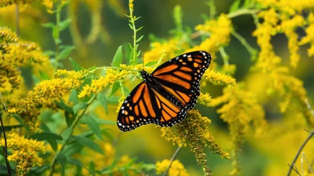 istock_012320_monarchbutterfly