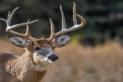 wireready_01-25-2020-12-36-02_00022_deer