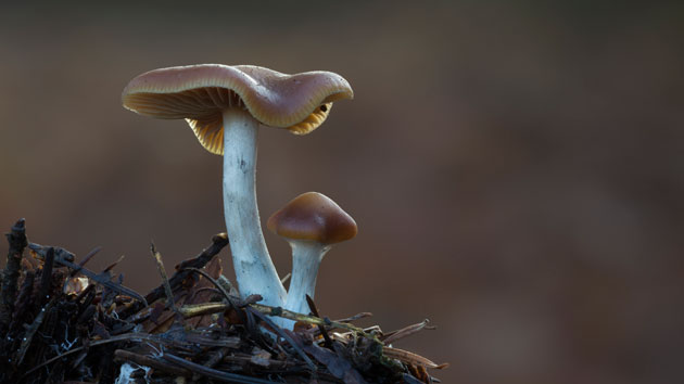 Santa Cruz decriminalizes psychedelic mushrooms | KTLO