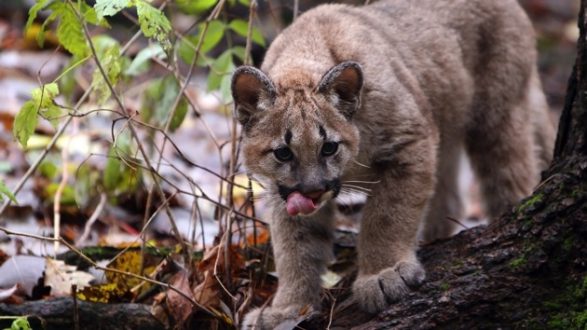 Endangered Florida panther kittens find forever home at wildlife  conservation