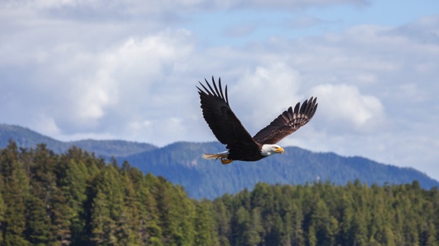 istock_020720_baldeaglewisc