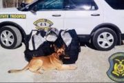 wireready_02-07-2020-22-30-04_00028_drugdog