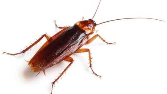istock_21020_cockroach