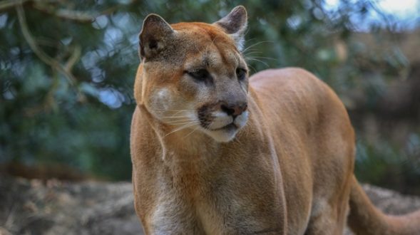 istock_021220_mountainlion