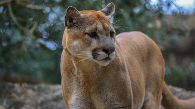 istock_021220_mountainlion