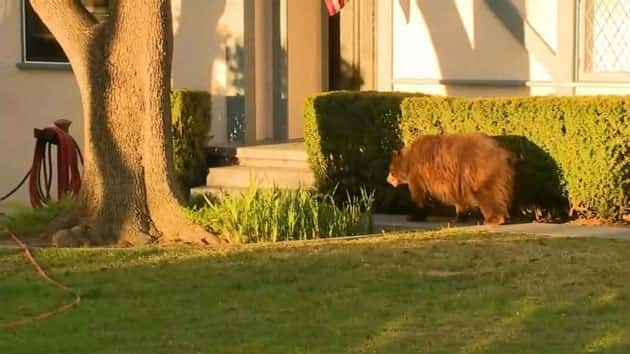 kttv_bear_022120
