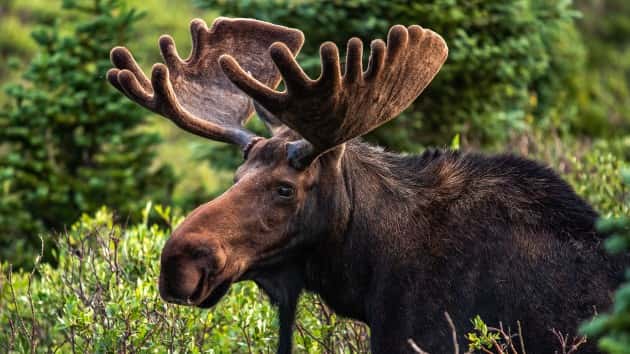 istock_3320_moose