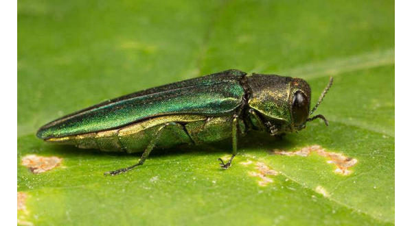 wireready_04-19-2020-11-36-03_00097_emeraldashborer