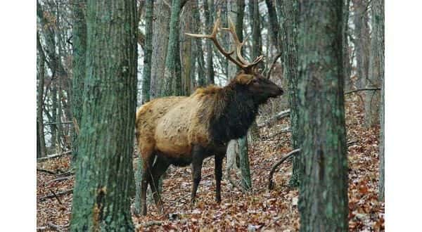 wireready_05-06-2020-18-22-03_00119_elk