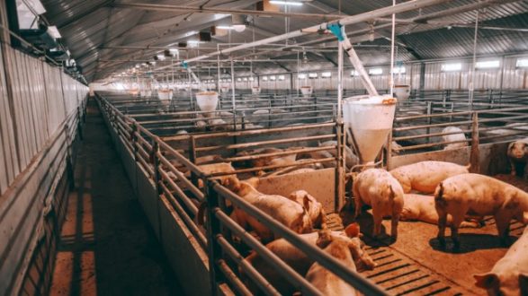 istock_hogs_050720
