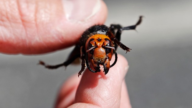 getty_51920_murderhornet