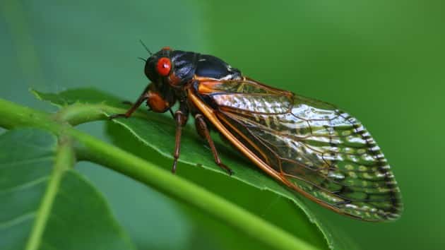 istock_052620_cicada