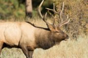 wireready_05-29-2020-09-44-03_00022_elk2