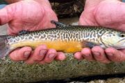 wireready_05-30-2020-12-04-03_00024_tigertrout
