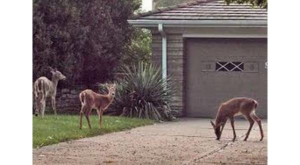 wireready_05-31-2020-11-54-03_00007_urbandeerhunt