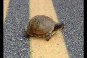 wireready_06-07-2020-11-12-03_00180_turtle