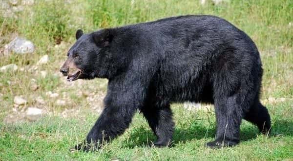 wireready_06-13-2020-16-18-02_00046_blackbear