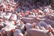 wireready_06-17-2020-17-46-03_00020_pigs2