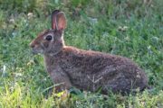 wireready_06-18-2020-09-24-03_00004_rabbit