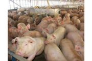 wireready_06-19-2020-18-34-02_00008_largehogfarms
