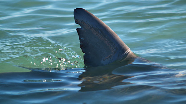 istock_062619_shark-2