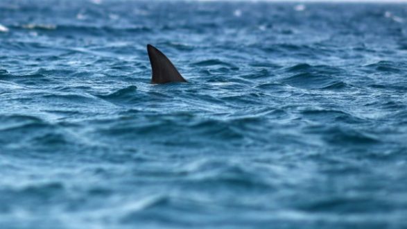 istock_72820_sharkfin
