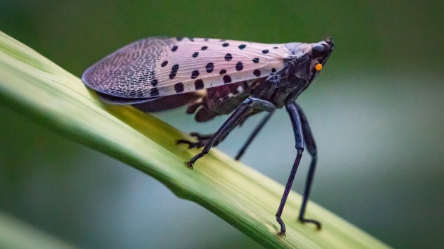 States Urging Residents To Be On The Lookout For Destructive Invasive ...