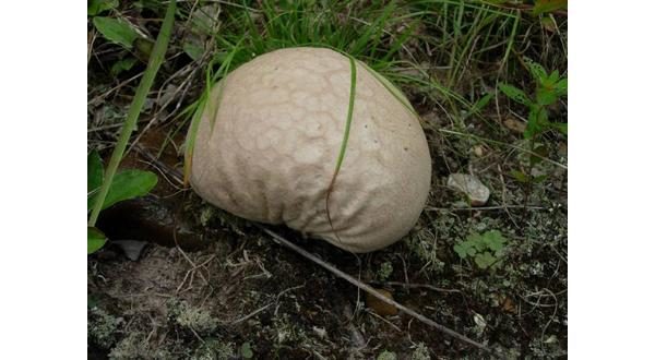 wireready_09-01-2020-16-14-09_00027_puffmushroom