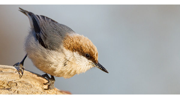 wireready_09-12-2020-19-58-04_00008_brownheadednuthatch