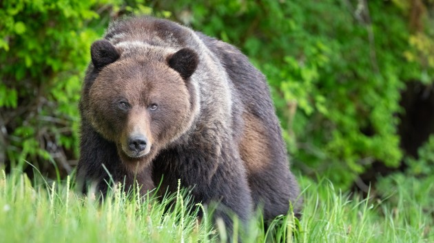 Grizzly bear kills hunter in first-of-its-kind attack in largest US ...