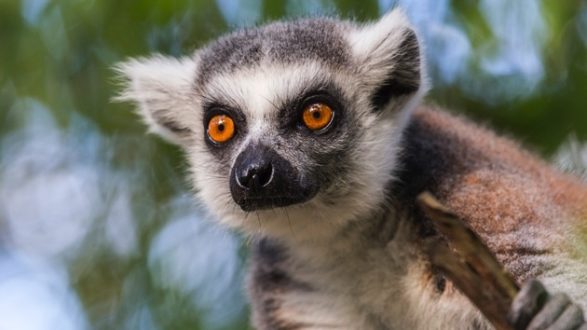 istock_101520_lemursfzoo