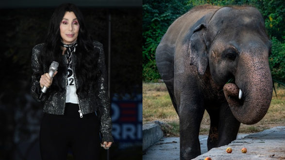 getty_cherelephant630_111920