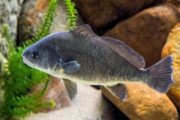 wireready_12-13-2020-12-16-27_00060_freshwaterdrum