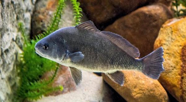 AGFC finds freshwater drum in Norfork Lake - Vimarsana News