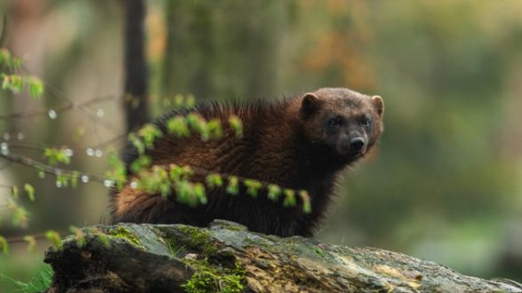 istock_121420_wolverineconservation